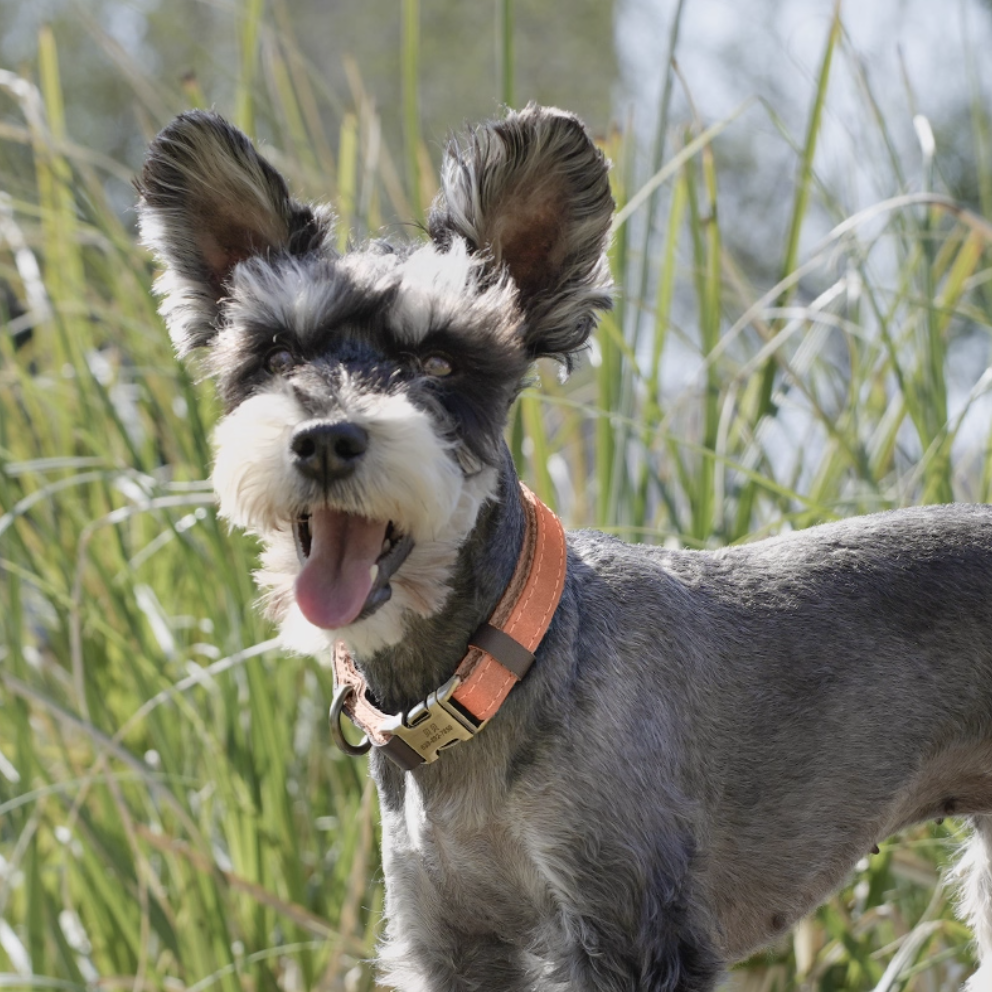 Happy schnauzer wearing a custom engraved brass-buckle dog collar outdoors in tall grass
