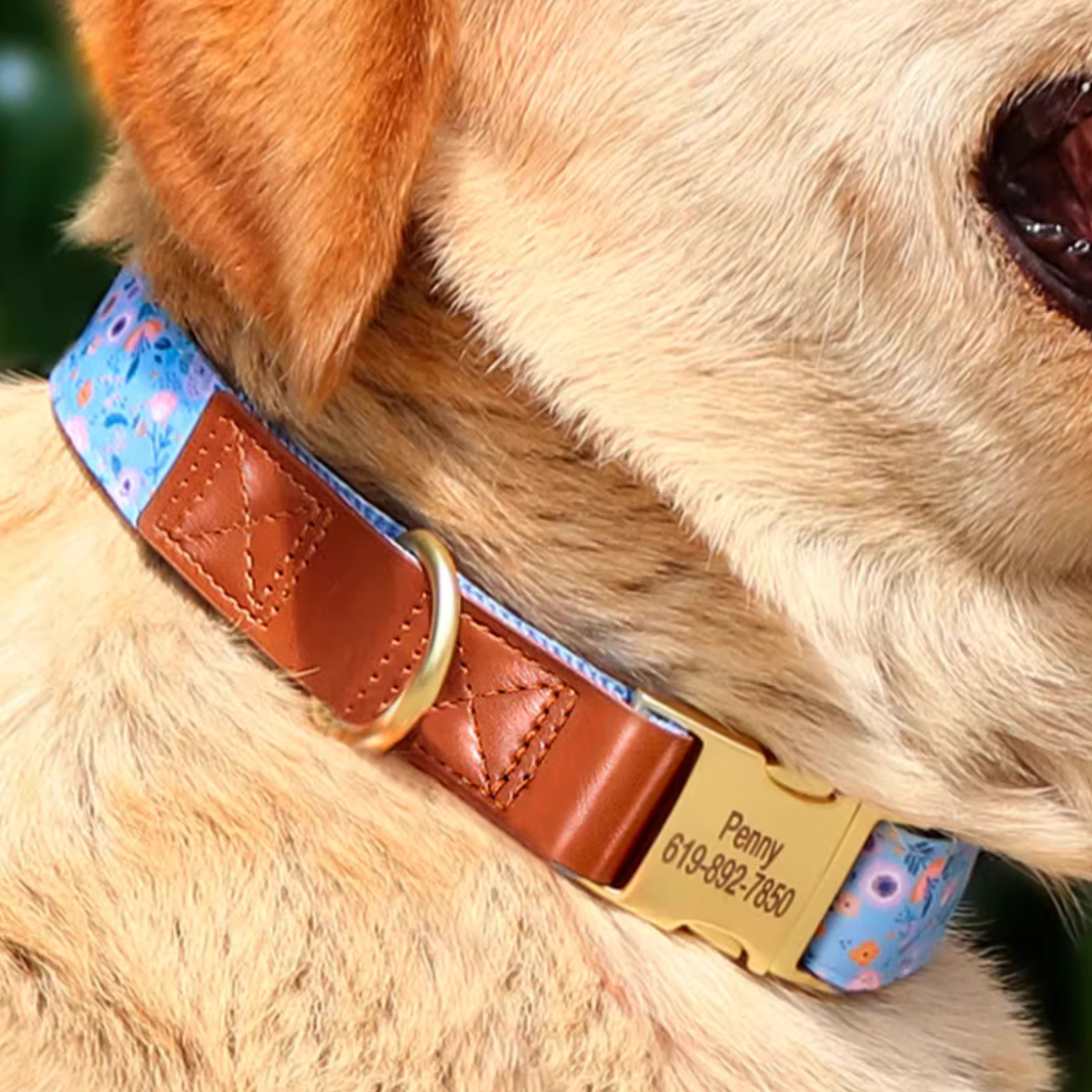 Close-up of blue floral pattern dog collar with engraved gold buckle and brown stitched leather detail.