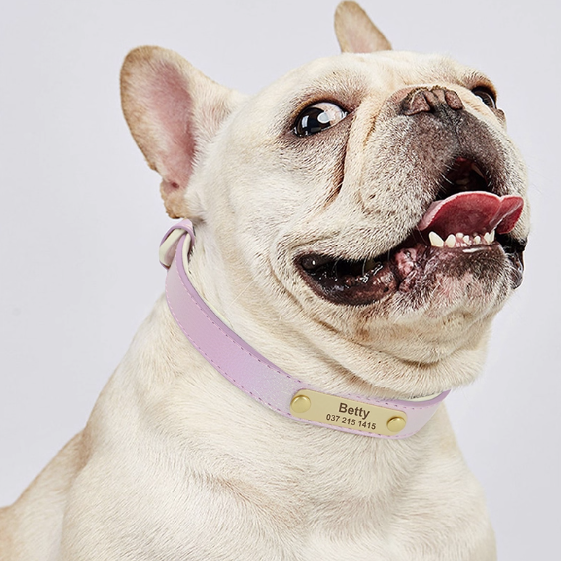 French bulldog wearing a purple engraved dog collar with gold nameplate.