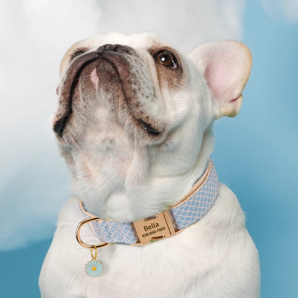 French Bulldog wearing blue personalized dog collar with engraved gold buckle and daisy charm.