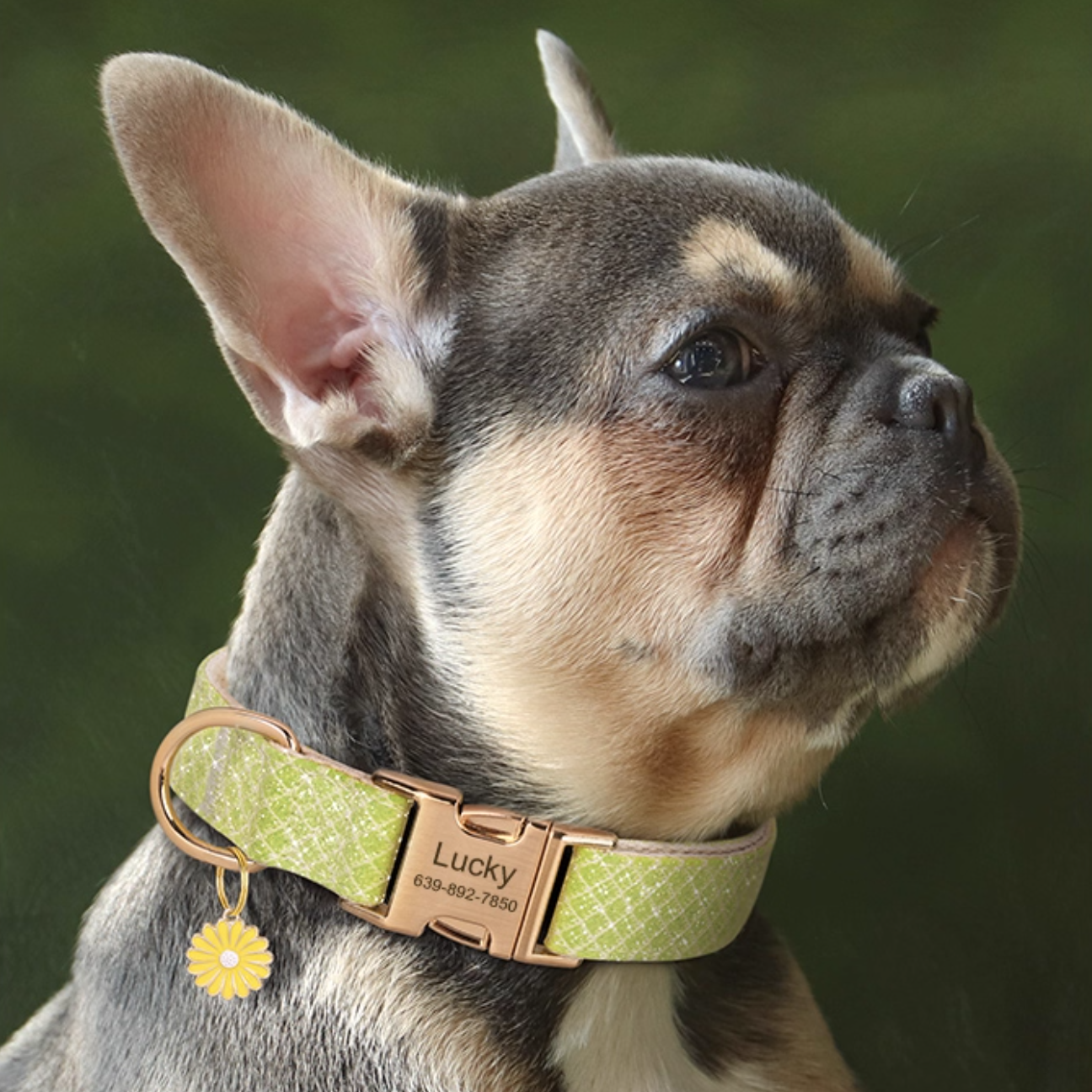 frenchie-wearing-green-dog-collar-with-daisy-charm