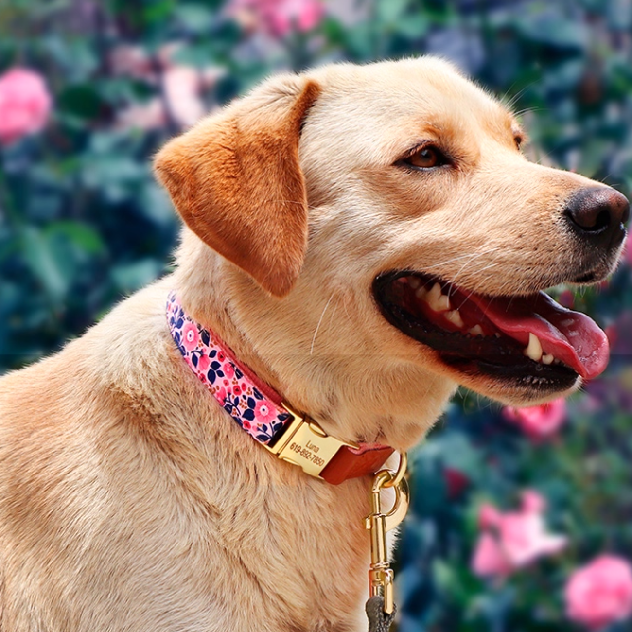Dog wearing a pink floral engraved dog collar with gold buckle, shown in a garden with flowers.