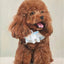 Hand-painted oil portrait of a brown poodle wearing a frilly white collar, sitting with tongue out and joyful expression.