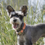Happy schnauzer wearing a custom engraved brass-buckle dog collar outdoors in tall grass