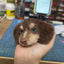 Handcrafted twist stick dog head in brown and beige tones, resting on a hand for scale