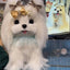 Full-body twist yarn stick of a white dog decorated with gold and plaid bows