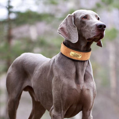 brown-leather-dog-collar-on-large-dog-outdoors
