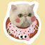 Custom cat pillow with donut design