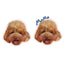 Custom pet pillow with poodle and name text