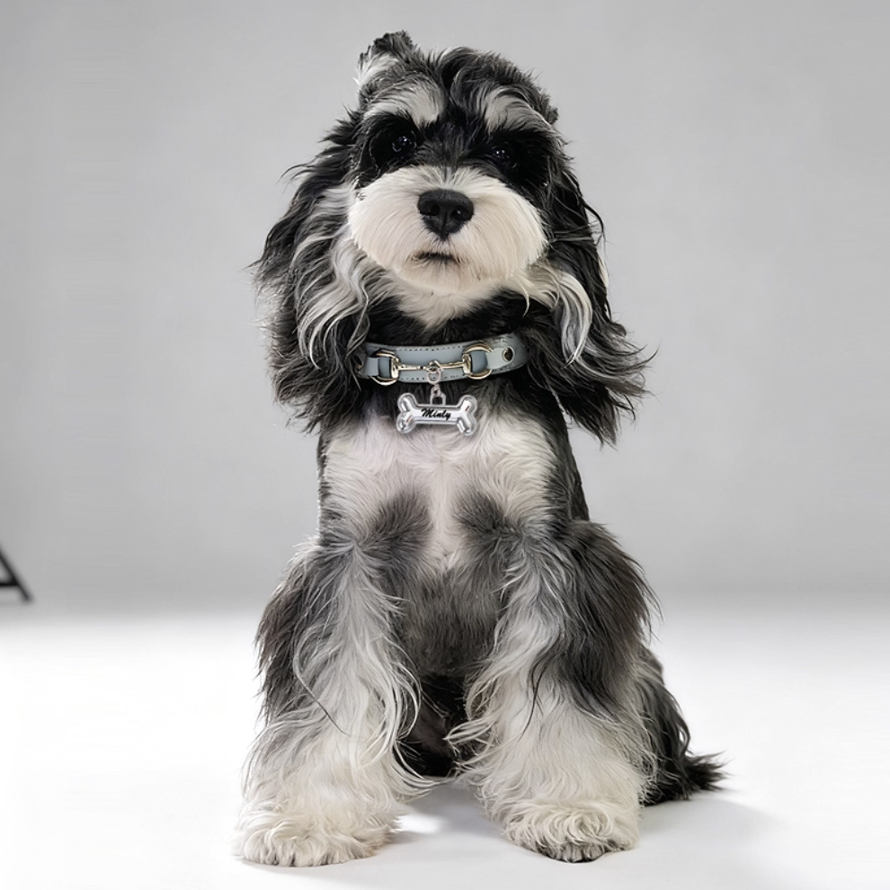 Dog wearing light blue horsebit style leather collar with engraved tag