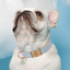 French Bulldog wearing blue personalized dog collar with engraved gold buckle and daisy charm.