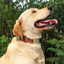 Golden retriever wearing a green floral personalized dog collar with engraved metal buckle outdoors.