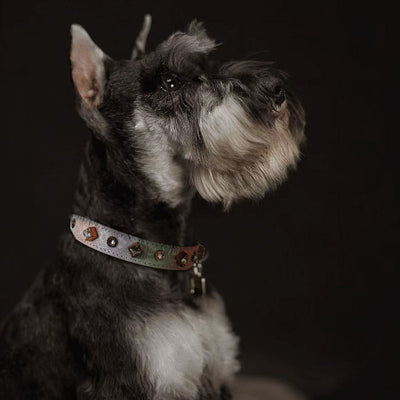 Pastel Rhinestone Pet Collar with Flower Charm
