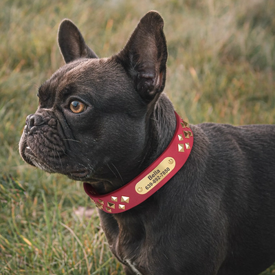 personalized-leather-dog-collar-red-on-french-bulldog