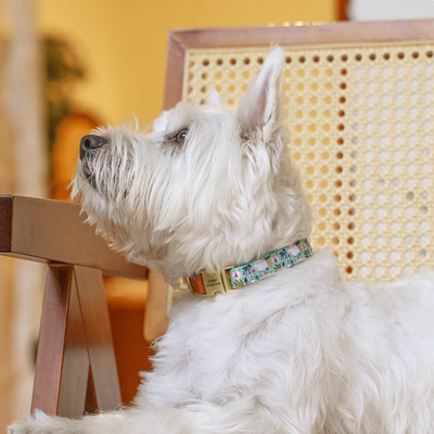 White terrier wearing green floral personalized dog collar with engraved nameplate.